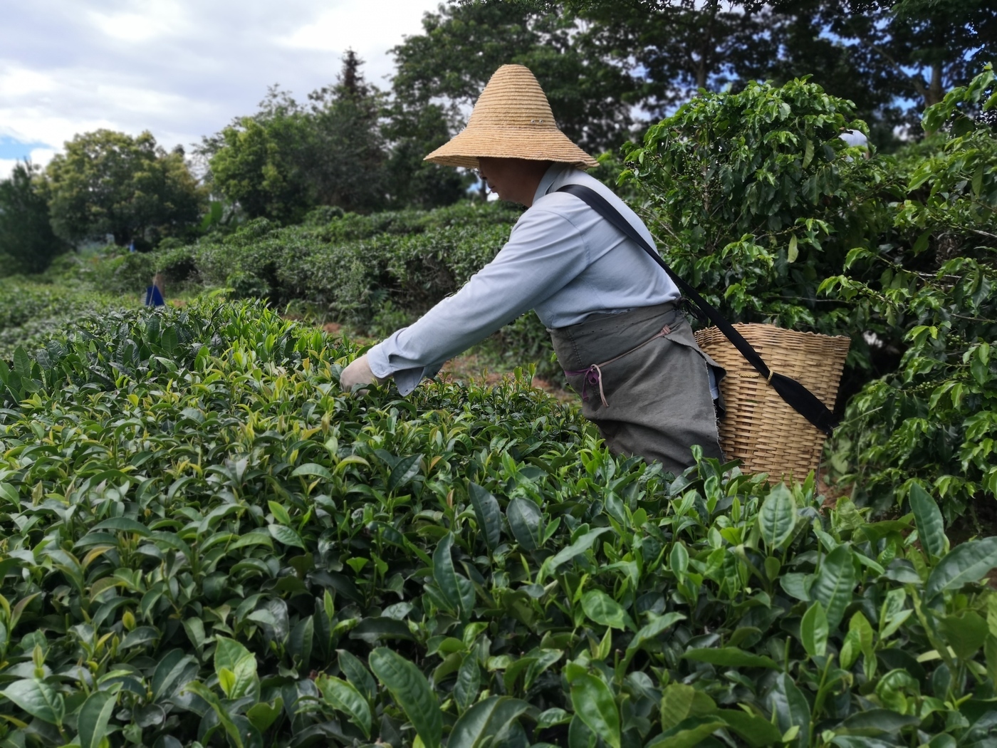 First Report Tea New Firsd Tea Report Finds 80% of Tea And Related Industry ...
