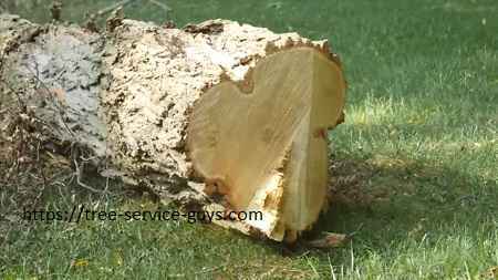 Photo of Fort Worth’s Tree Service Guys Get 5-Star Reviews on Google